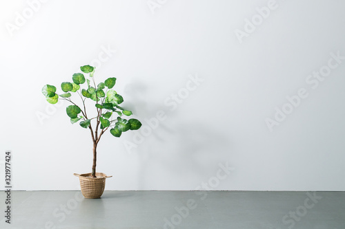 Beautiful green potted plant on white wall. Modern lifestyle concept.