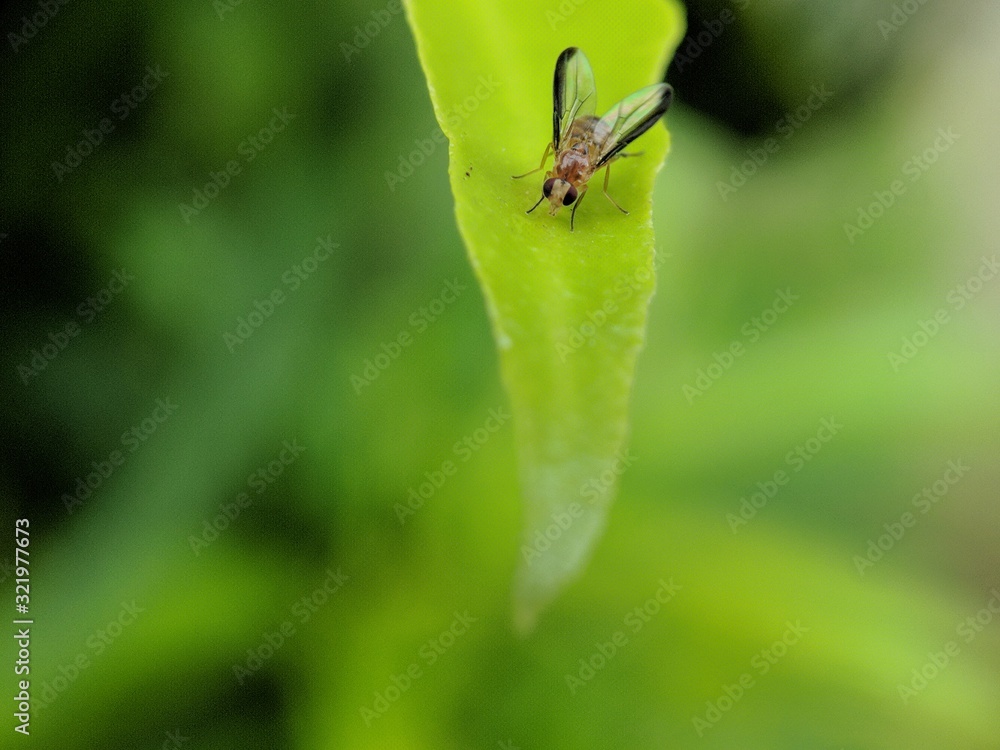 macro shot flies on green leaves. macro shot flies on green leaves.