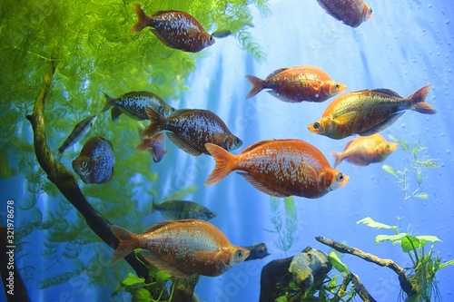 Mexican tetra ( Astyanax mexicanus ) in the aquarium. 