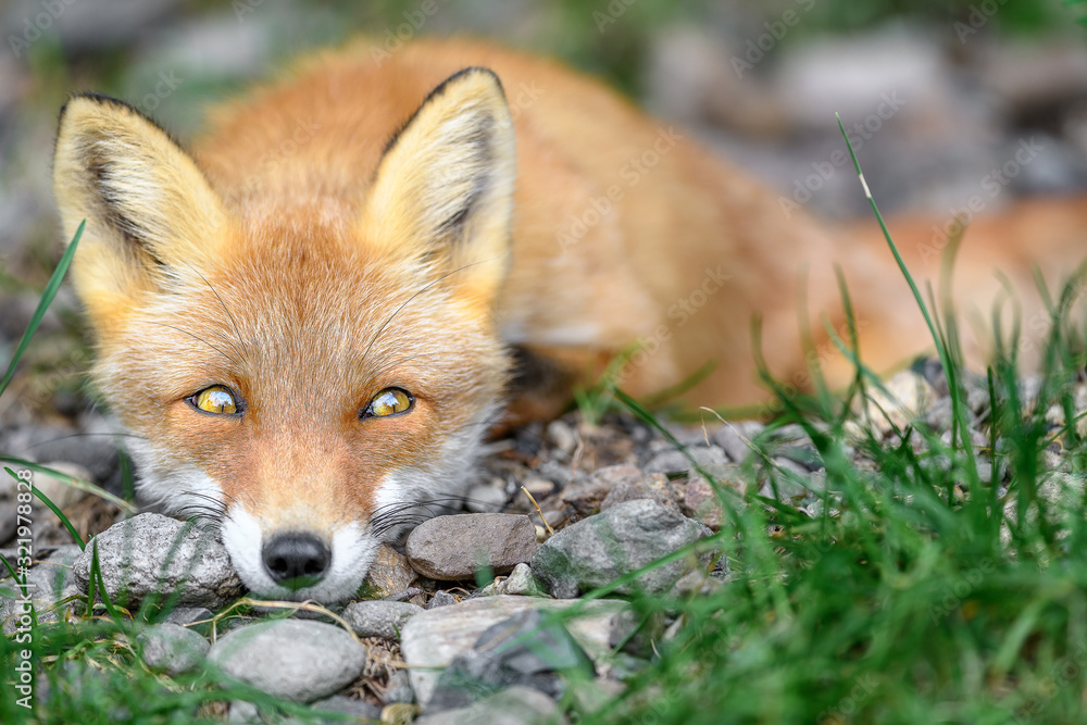 Obraz premium sleepy japanese red fox portrait