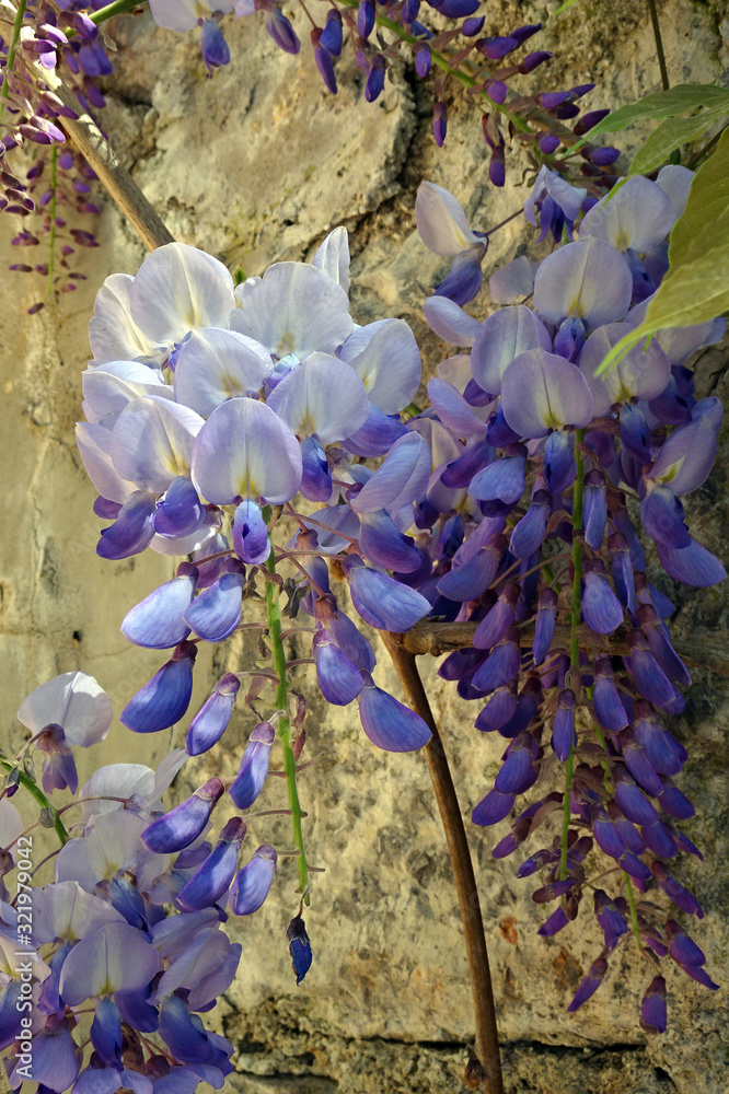 spring lush lilac inflorescences of wisteria