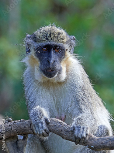 Vervet monkey (chlorocebus pygerythrus)