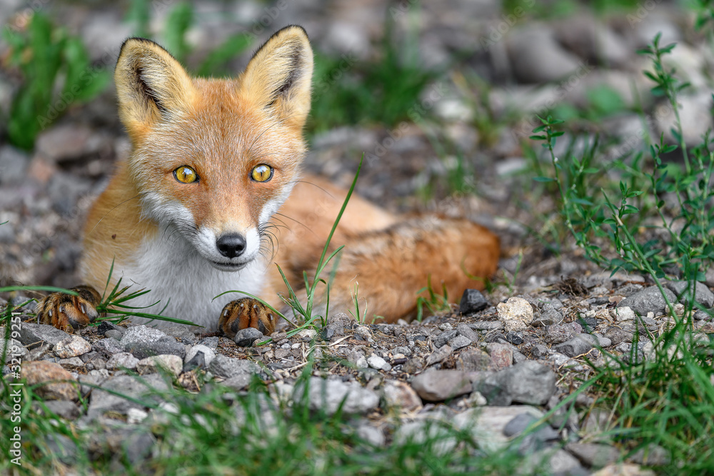 sleepy japanese red fox portrait