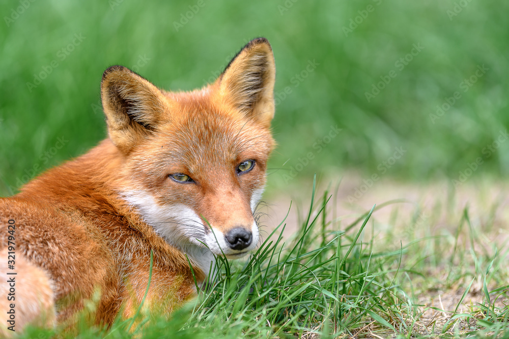 Fototapeta premium red fox close up portrait