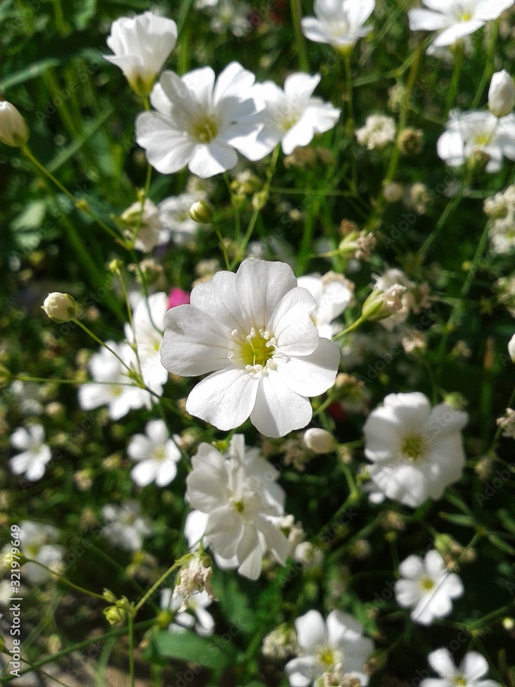 beautiful white flowers on a natural green background, summer day beautiful white flowers on a natural green background, summer day