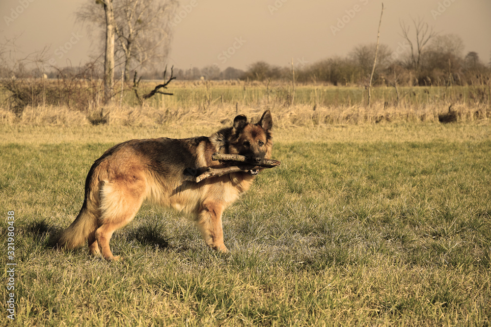 German Shepherd with a wooden stick German Shepherd with a wooden stick