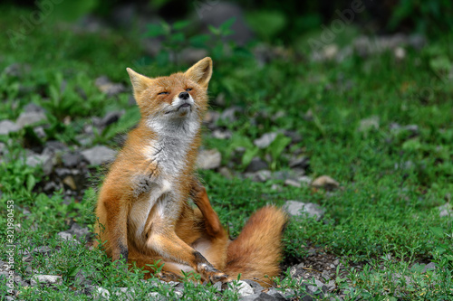 red fox scratching itself