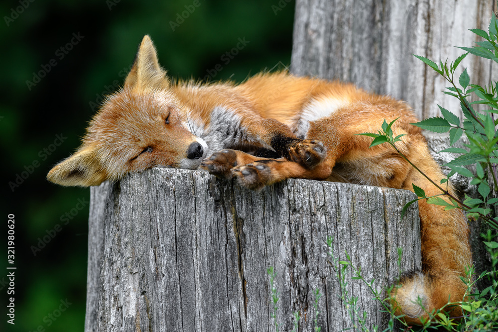 cute sleepy red fox resting on a trunk