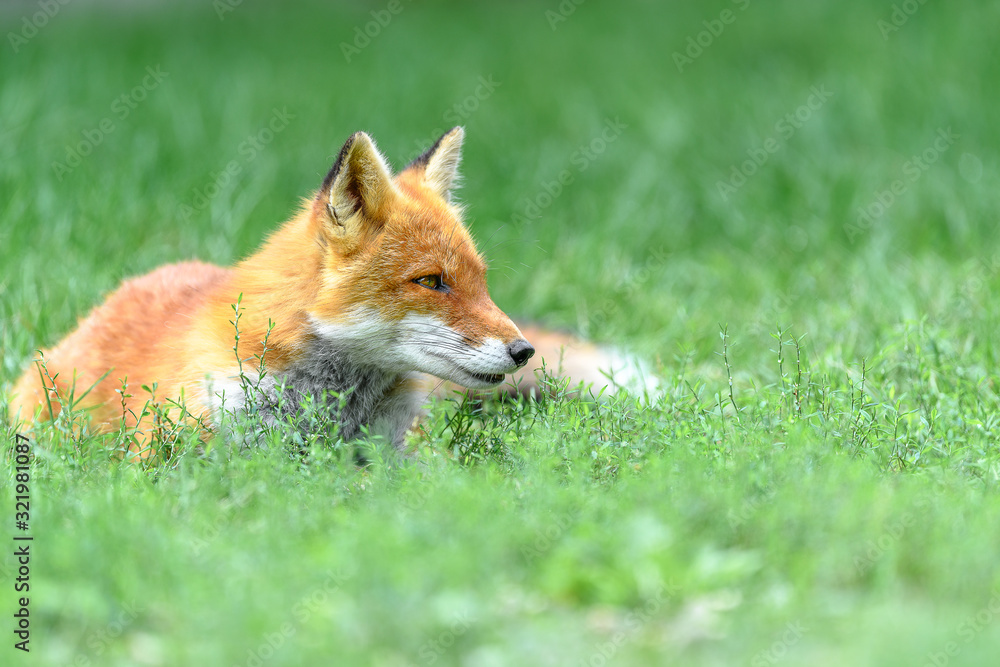 Hokkaido red fox sleeping on grass portrait