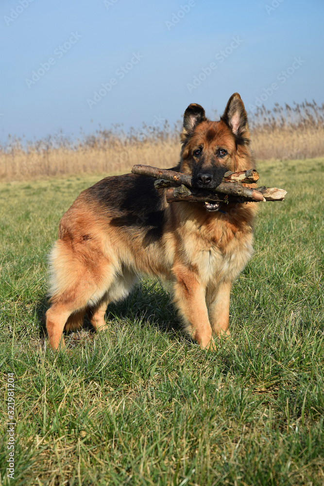 German Shepherd with sticks on the walk German Shepherd with sticks on the walk