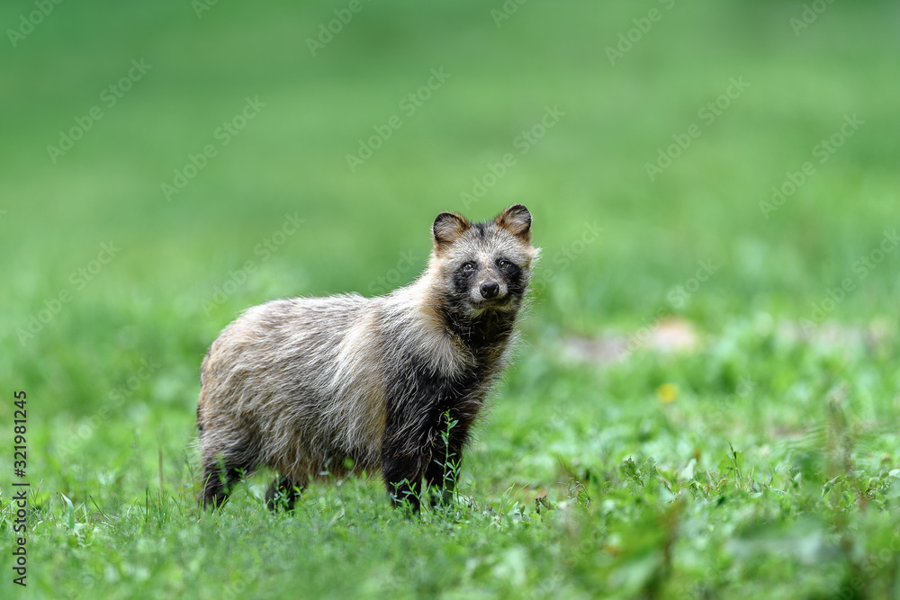 Fototapeta premium Tanuki Raccoon dog resting on the grass portrait