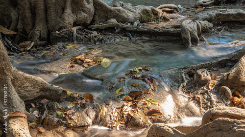Dry leaves in a mountain stream