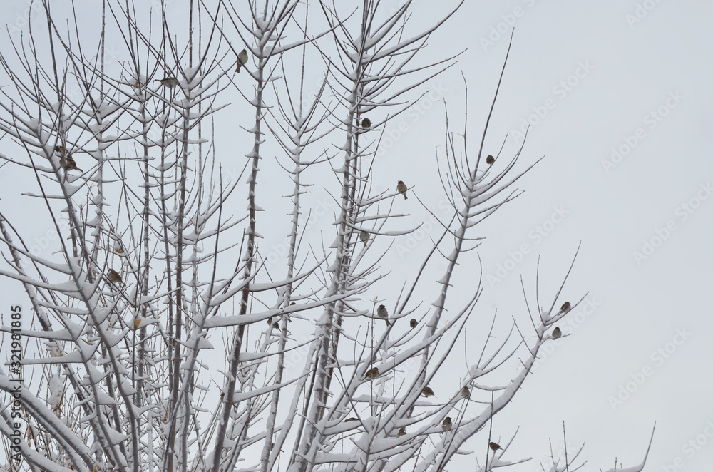 A heavy snow fall during winter time at Cappadocia. Sparrows resting on the tree branches. A heavy snow fall during winter time at Cappadocia. Sparrows resting on the tree branches.