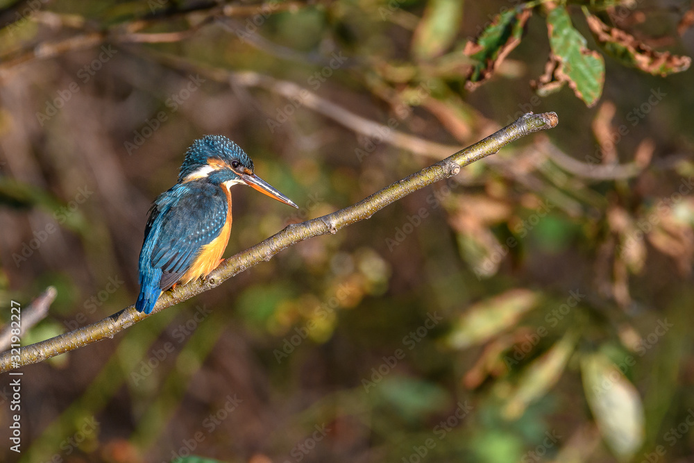 kingfisher standing on a branch kingfisher standing on a branch