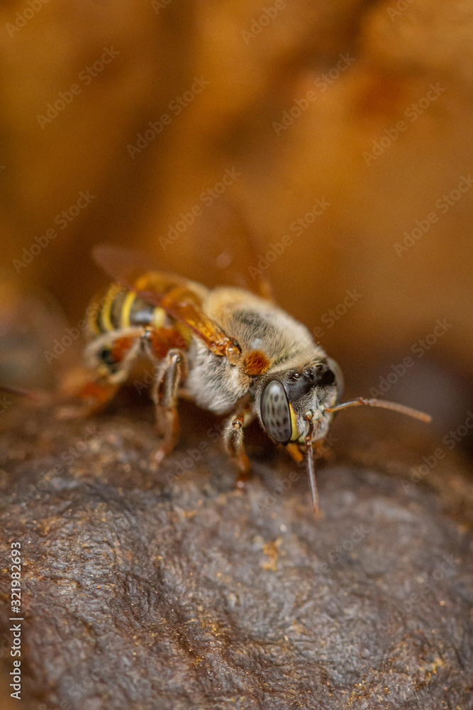 Abeja Melipona 2 Abeja Melipona 2
