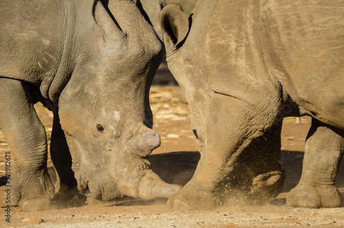 Принти на полотні two rhinos tussle over food at a South African rhino horn farm.