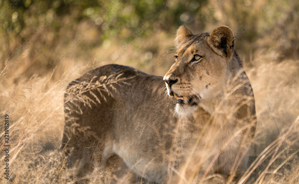 lioness in the wilds of South Africa. lioness in the wilds of South Africa.