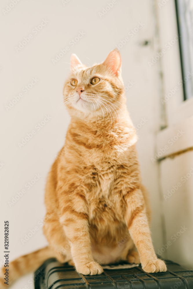 funny curious Ginger British Short Hair Hiding behind curtain, Orange eyes cat, Ginger cat looking the camera,
