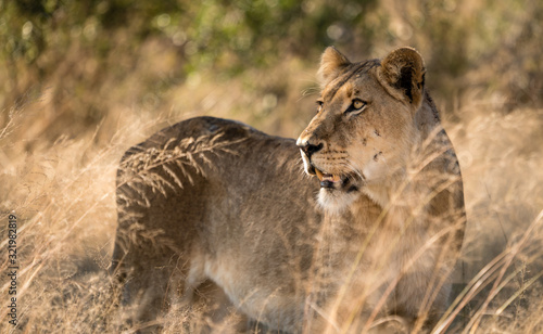 lioness in the wilds of South Africa. 
