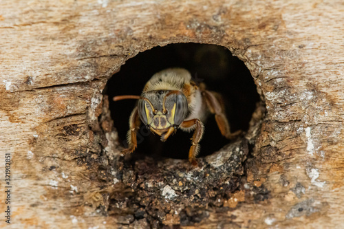 Abeja Guardiana 2