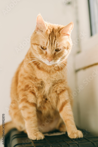 funny curious Ginger British Short Hair Hiding behind curtain, Orange eyes cat, Ginger cat looking the camera,