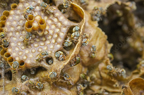 Abejas Meliponas