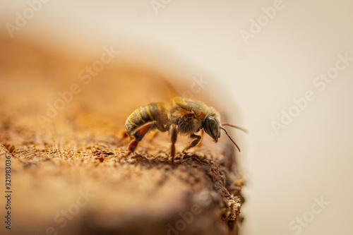 Abeja melipona