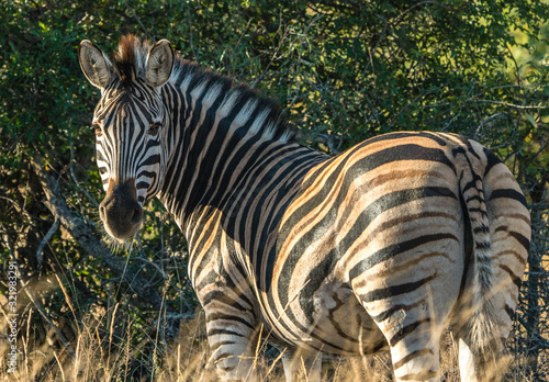 wild zebra in the African bush.