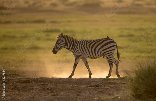 Zebra Walking and backlight, Amboseli, Africa