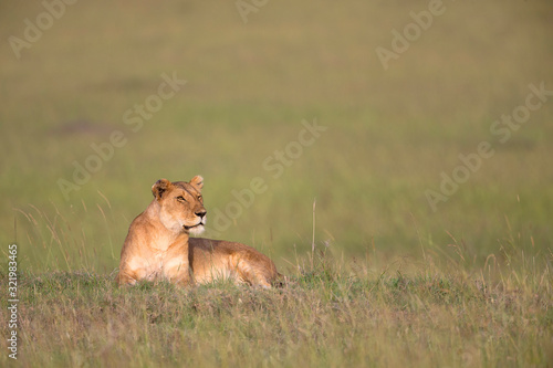 Lioness, Panthera leo, Masaimara, Africa