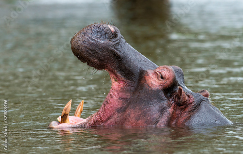 Hippo Yawning, Lake Naivasha, Africa