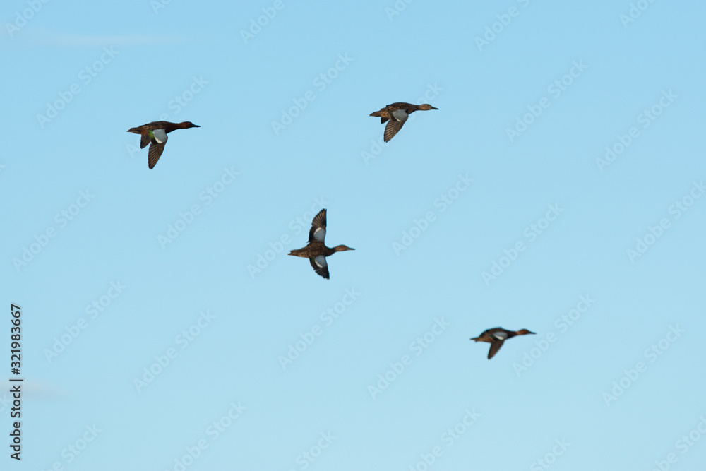 A flock of northern shovelers ducks flying together.