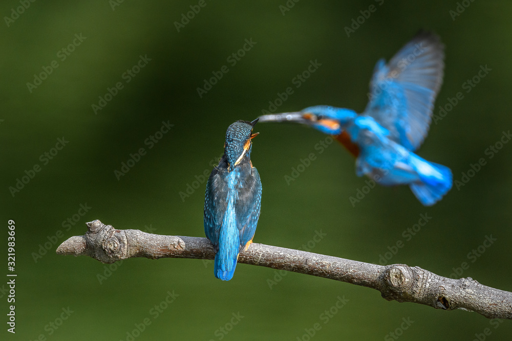 Obraz premium male and female kingfisher standing on a branch