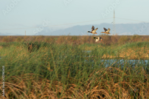 Mallard duck flock drakes male flying .