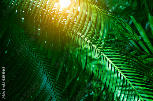 Tropical dark, small and long slender green leaves. Abstract green texture, natural background for wallpaper © SIRAPOB