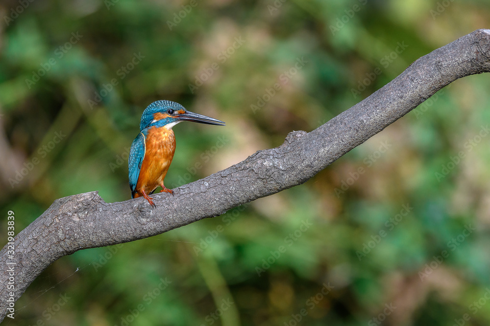 Fototapeta premium kingfisher standing on a branch
