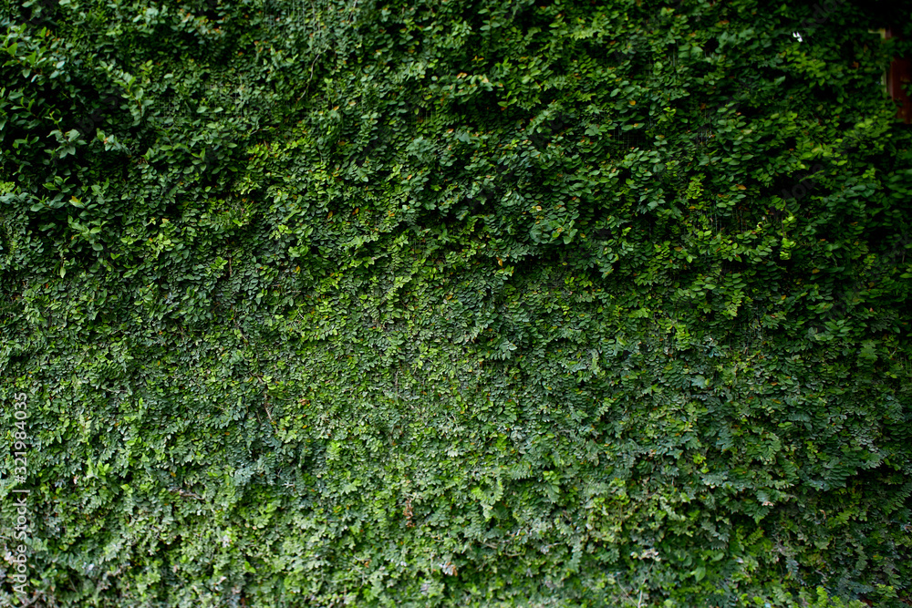 Natural green leaf wall Texture background