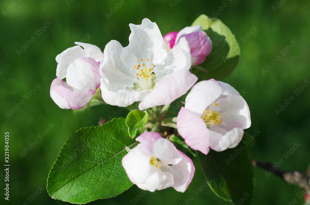 Blossoming branch of apple tree in the garden. Natural background. Blossoming branch of apple tree in the garden. Natural background.