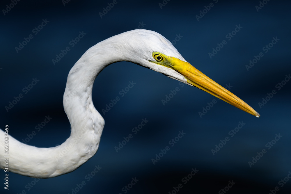 hunting egret portrait hunting egret portrait