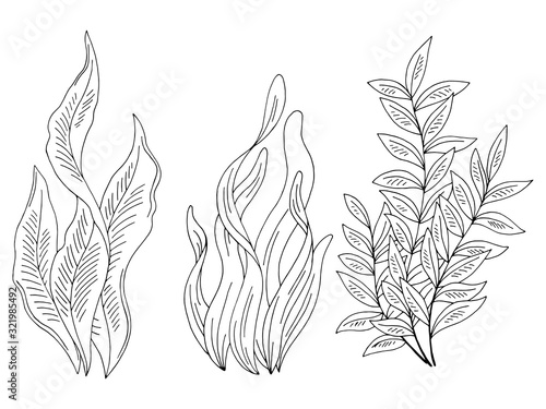Seaweed set graphic black white isolated sketch illustration vector