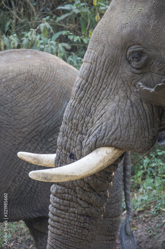 African Elephant in the wild at Kruguer Park.  photo