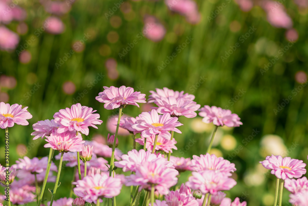 Fresh bright Pink chrysanthemums in autumn garden. Close uppink chrysanthemums. Pink flowers concept. Fresh bright Pink chrysanthemums in autumn garden. Close uppink chrysanthemums. Pink flowers concept.
