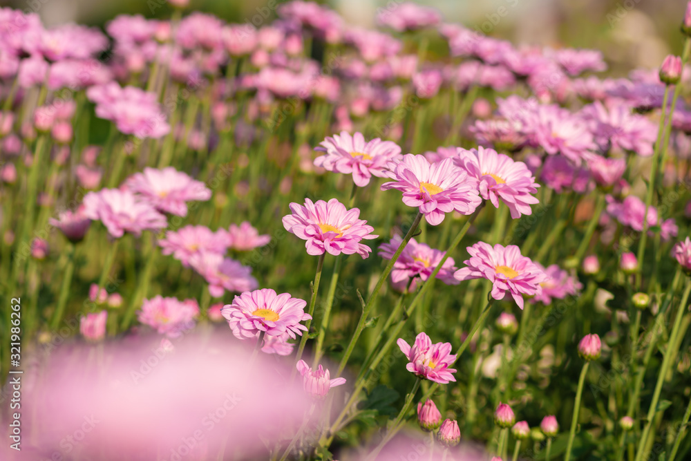 Fresh bright Pink chrysanthemums in autumn garden. Close uppink chrysanthemums. Pink flowers concept. Fresh bright Pink chrysanthemums in autumn garden. Close uppink chrysanthemums. Pink flowers concept.