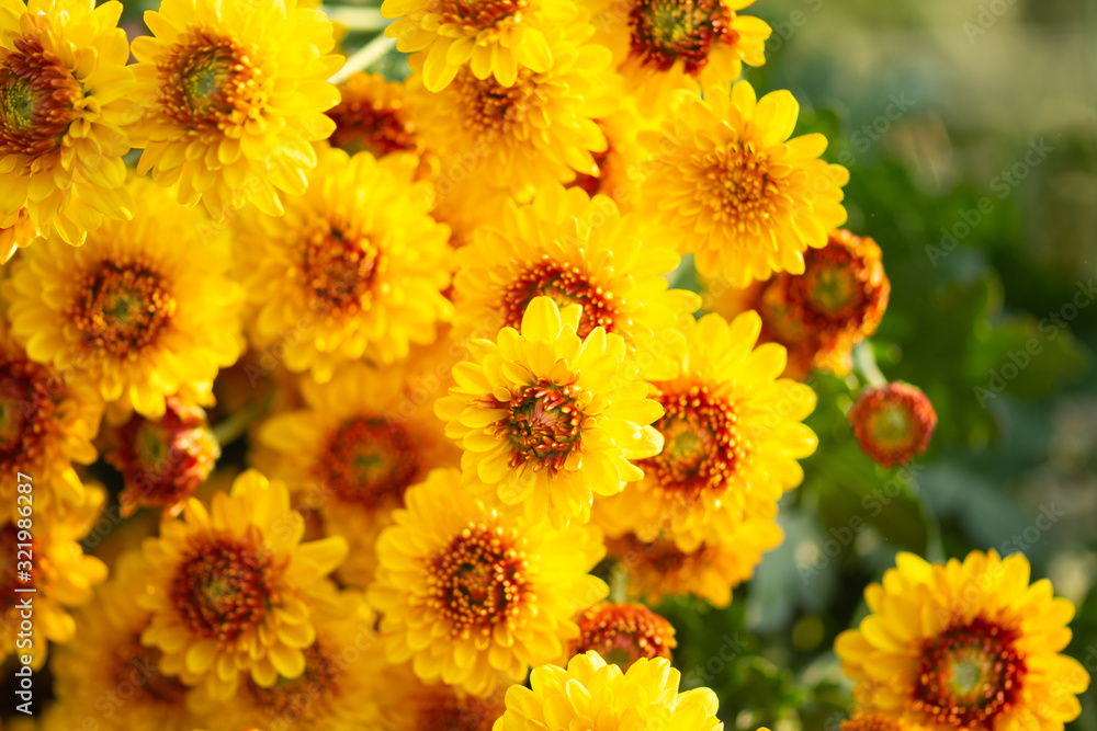 Flowering Red orange chrysanthemums in autumn garden.Fresh bright chrysanthemums. Orange Flowers horizontally concept. Flowering Red orange chrysanthemums in autumn garden.Fresh bright chrysanthemums. Orange Flowers horizontally concept.