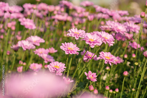 Fresh bright Pink chrysanthemums in autumn garden. Close uppink chrysanthemums. Pink flowers concept. © Pattadis