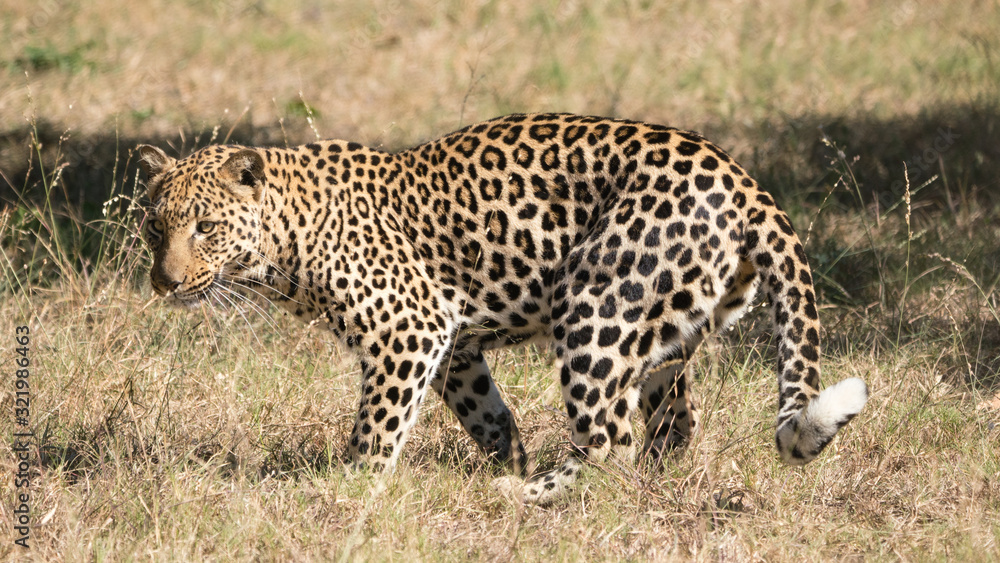 Leopard in South Africa on the hunt Leopard in South Africa on the hunt