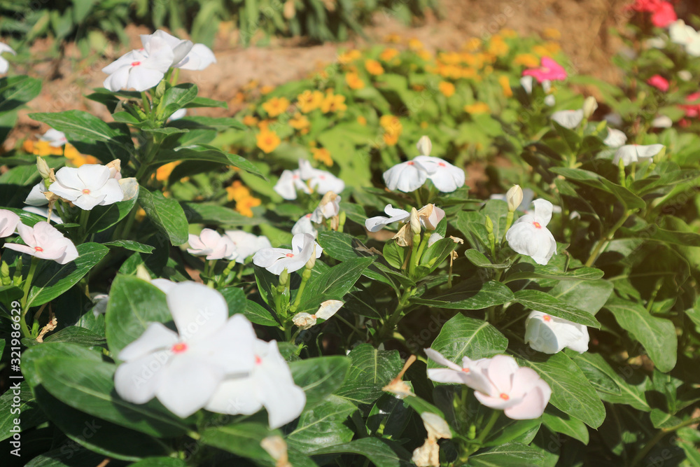 Catharanthus roseus in the garden Catharanthus roseus in the garden