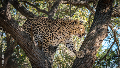 Leopard in South Africa on the hunt