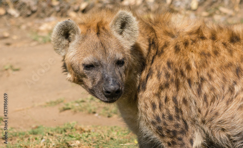 A nice looking African Hyena