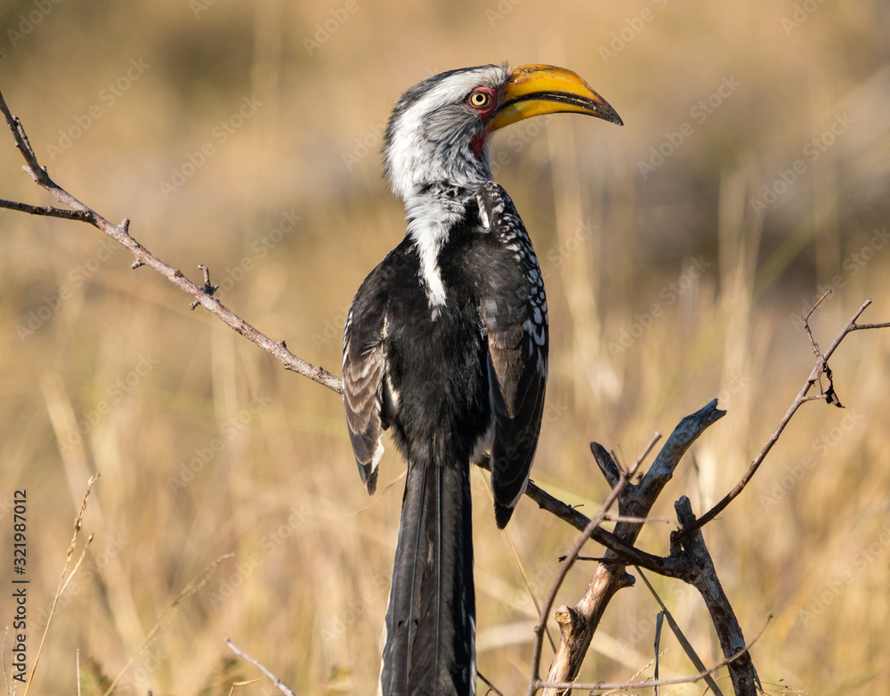 Fototapeta premium Southern Yellow Hornbill perched on branch in South Africa